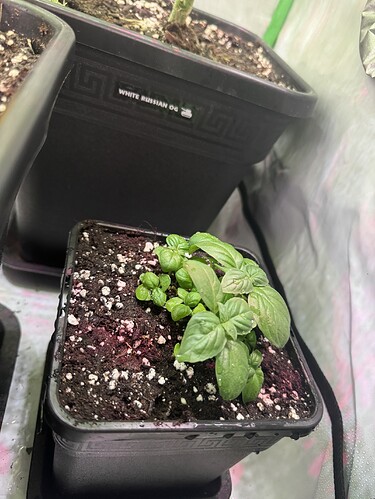 Growreport Bild 5