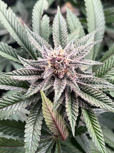 Growreport Bild 6