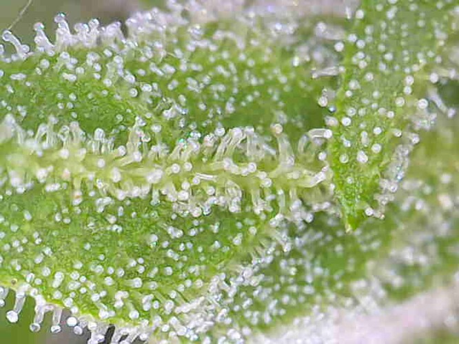 Growreport Bild 6