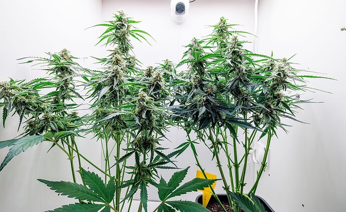 Growreport Bild 1