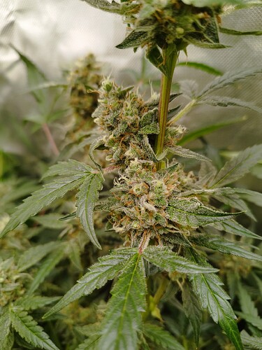 Nahaufnahme einer blühenden Cannabispflanze mit dichten Blütenständen und Trichomen.