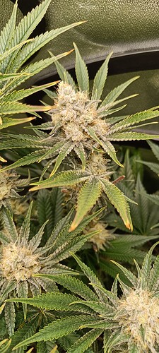 Growreport Bild 7