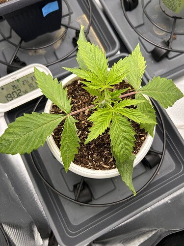 Growreport Bild 5