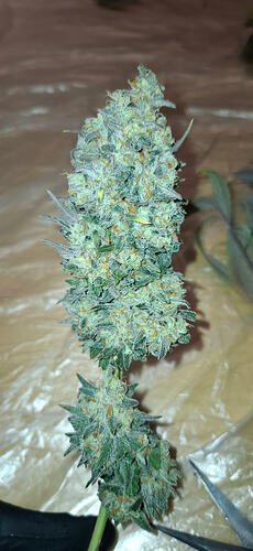 Growreport Bild 4