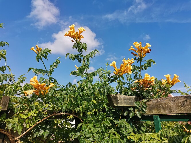 Garten (15)