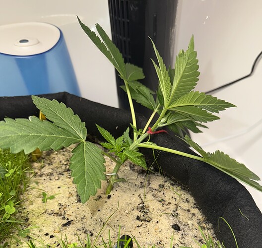Growreport Bild 5
