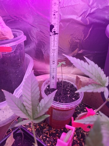 Growreport Bild 4