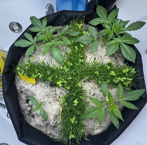Growreport Bild 1