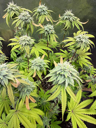 Growreport Bild 16