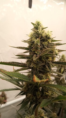 Growreport Bild 21