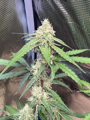 Growreport Bild 120