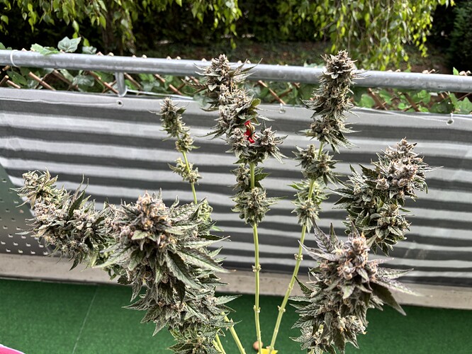 Growreport Bild 25