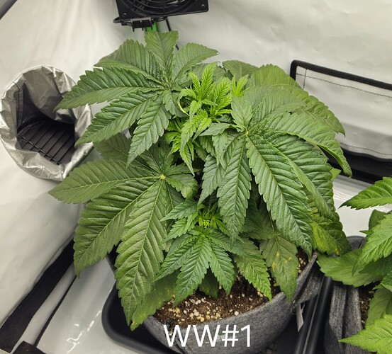 Growreport Bild 7