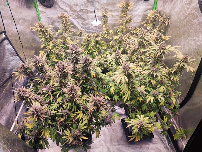 Growreport Bild 59