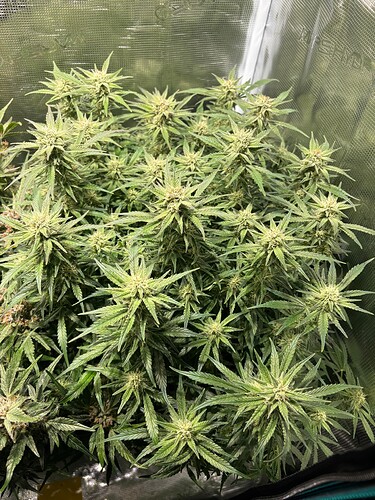 Growreport Bild 15