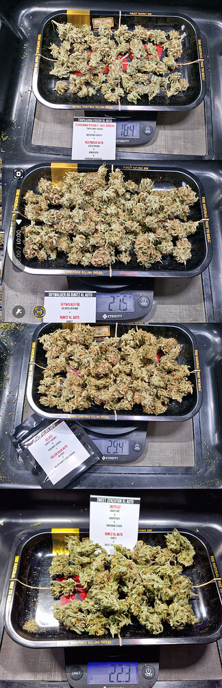Erster Grow / 40x40 / 4x Sweet Seeds Automatics