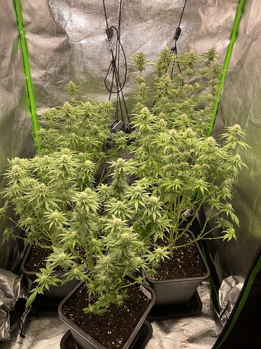 Growreport Bild 2