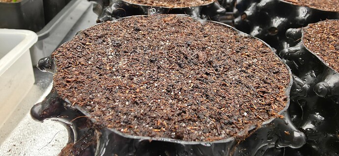 Growreport Bild 41