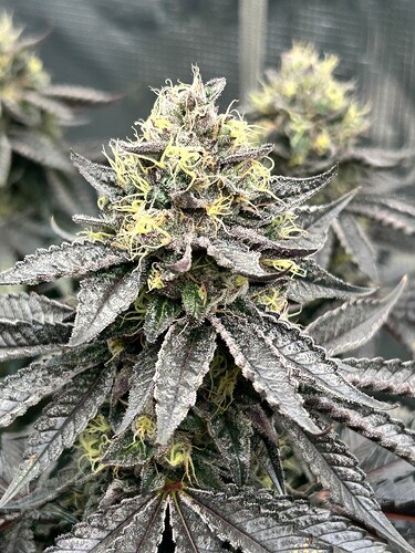 Growreport Bild 25