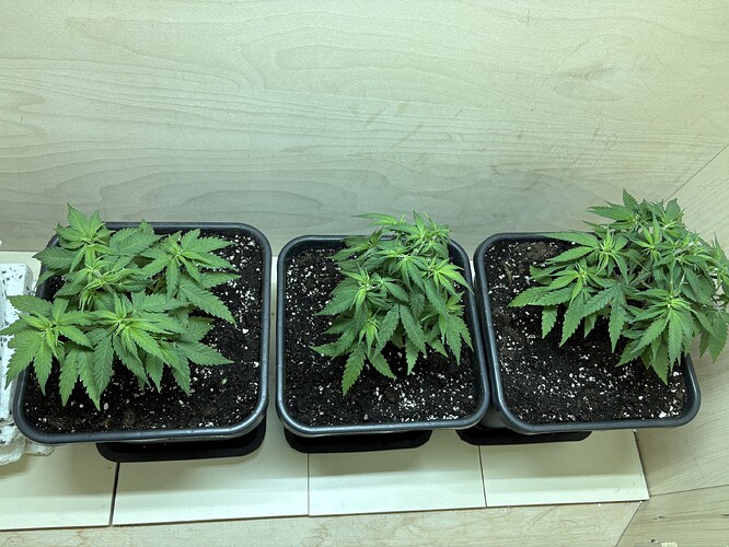 Growreport Bild 13