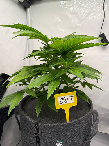 Growreport Bild 27