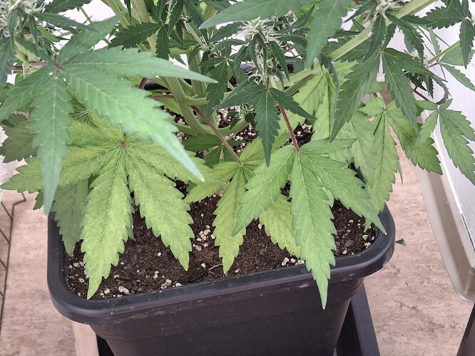 Growreport Bild 132