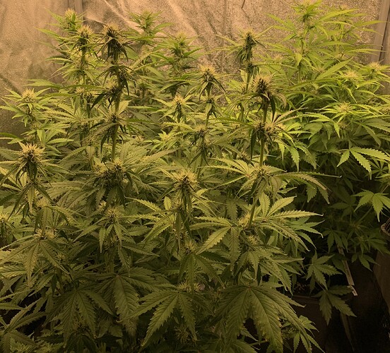 Growreport Bild 3