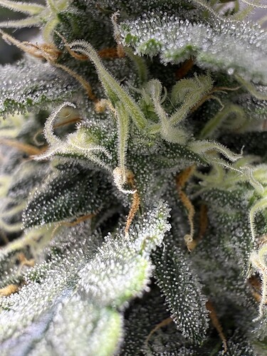 Growreport Bild 30