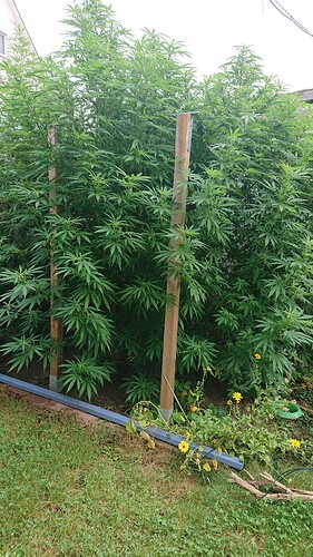 Growreport Bild 7
