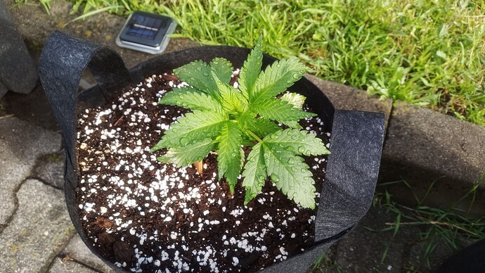 Growreport Bild 6