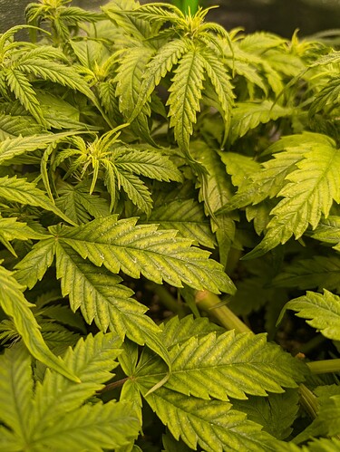 Growreport Bild 5