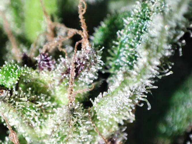 Growreport Bild 52