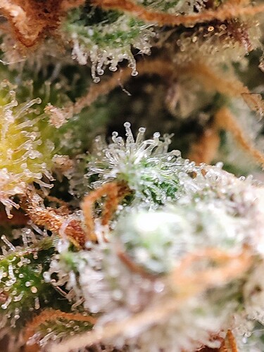 Growreport Bild 86