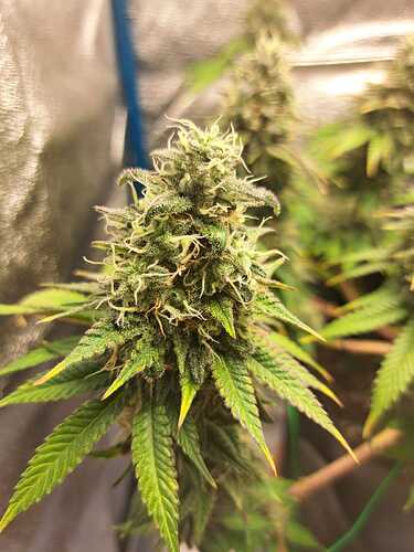 Growreport Bild 2