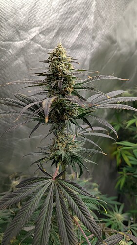 Growreport Bild 5