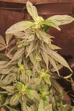 IMG_20250517_tw