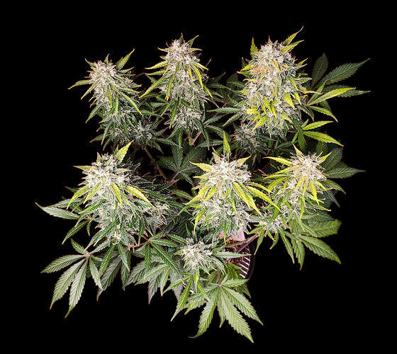 Growreport Bild 28