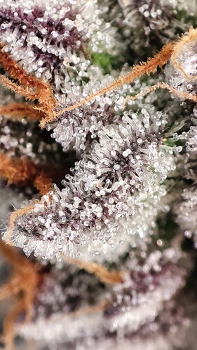 Growreport Bild 4