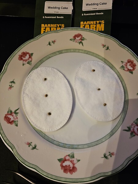 Ja, die Zeitschaltuhr ist richtig eingestellt. (Barney's Farm Wedding Cake Grow Nummer 420 dieses Forums)