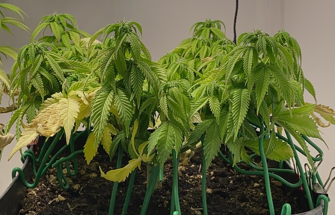 Growreport Bild 28
