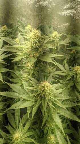 Growreport Bild 7