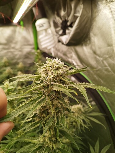 Eine Nahaufnahme eines Cannabis-Buds in der Blütephase, der von einer Wachstumslampe beleuchtet wird.