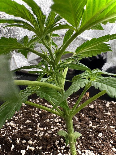 Growreport Bild 8