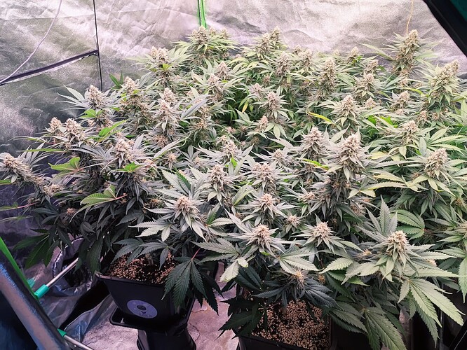 Growreport Bild 10