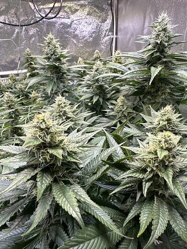 Growreport Bild 17