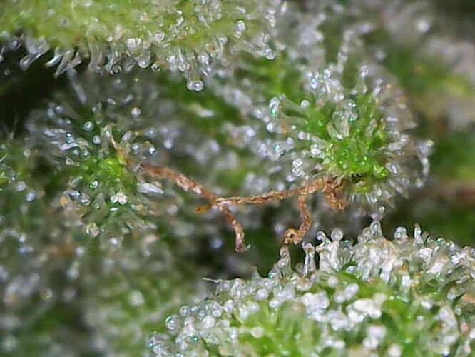 Growreport Bild 15