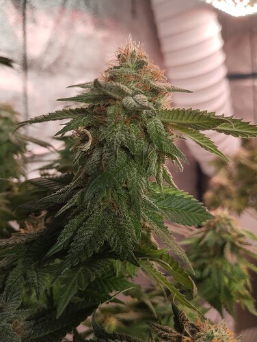 IMG_20250303_163006 - Kopie