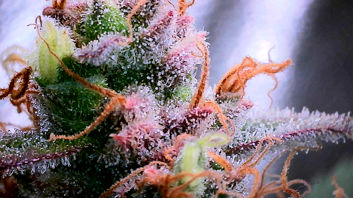 Growreport Bild 43