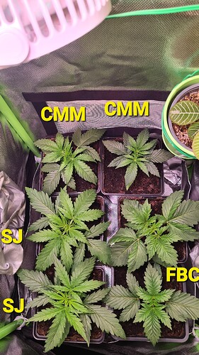 Growreport Bild 11