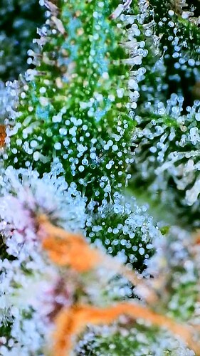 Growreport Bild 13